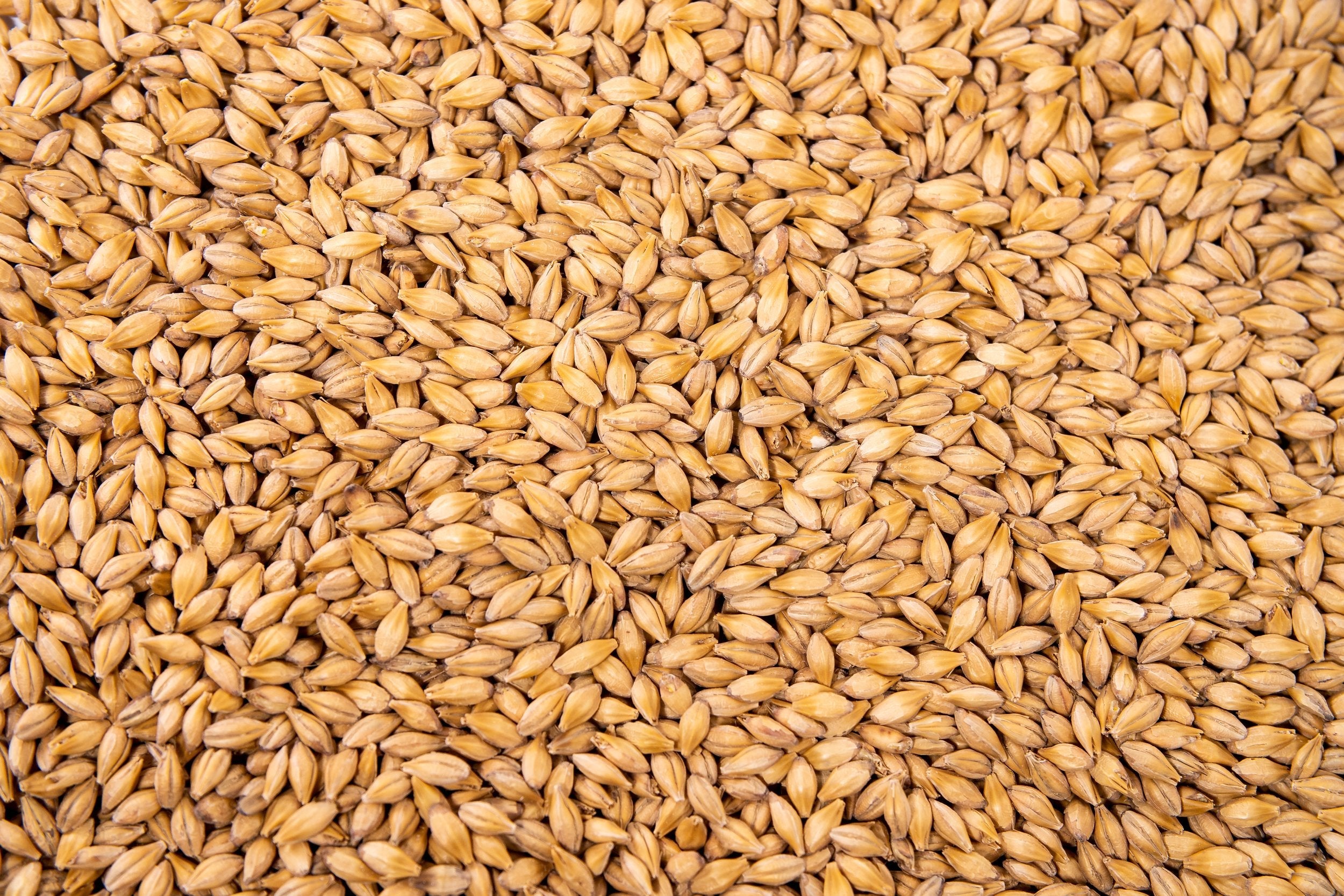 What is Malting?