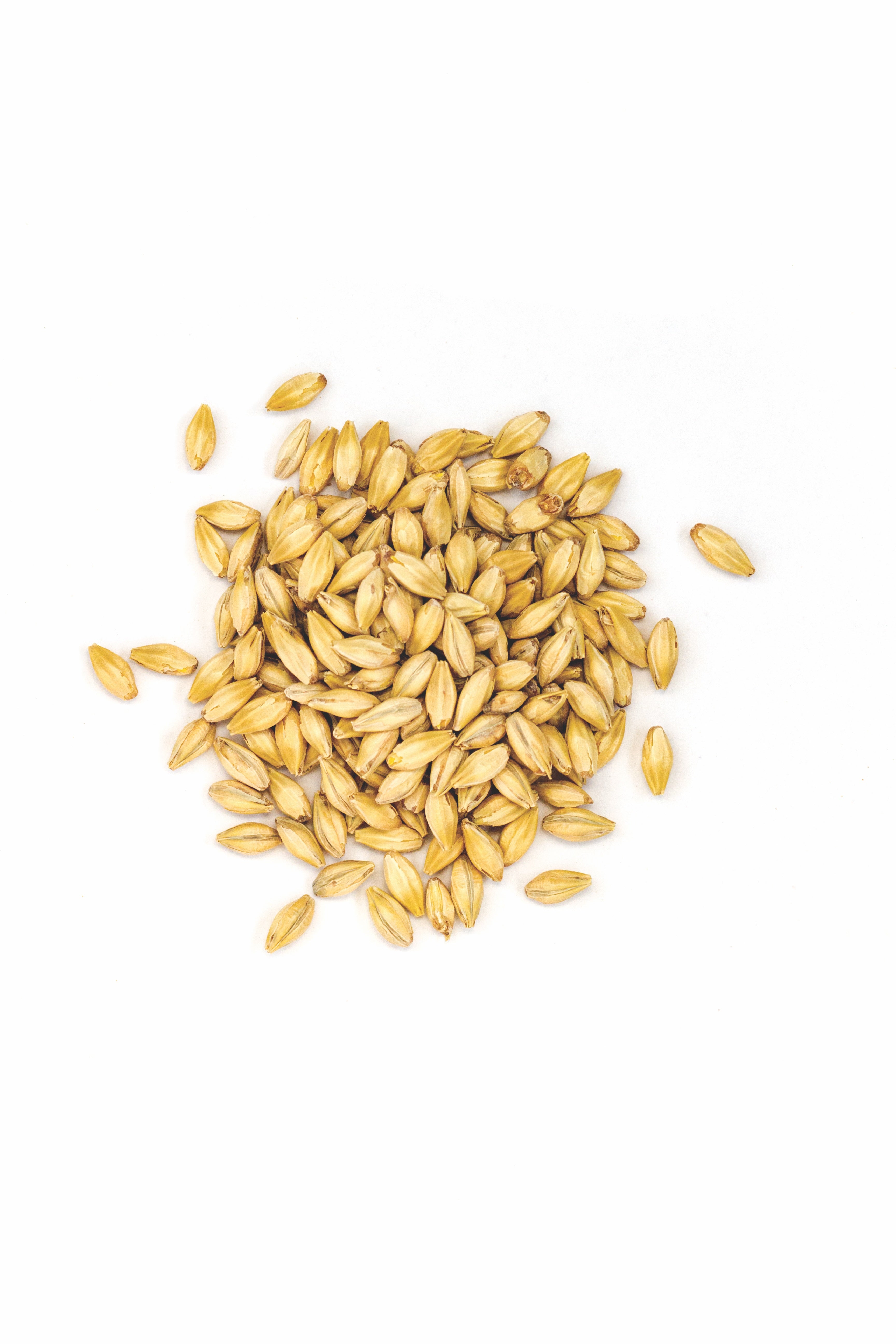Pilsner Malt